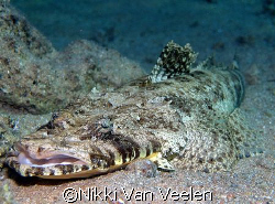 Crocodile fish taken at Sharksbay with e300. by Nikki Van Veelen 